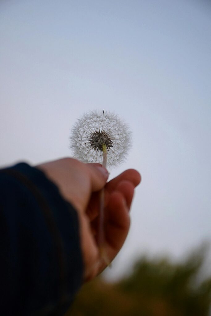 A close-up of a hand holding a dandelion against a clear sky in Astana, Kazakhstan.